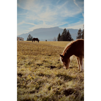 A wide meadow with green grass and some horses in the background. The sky is clear and the mountains are visible in the distance.