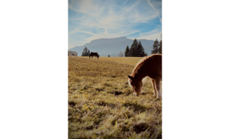 A wide meadow with green grass and some horses in the background. The sky is clear and the mountains are visible in the distance.