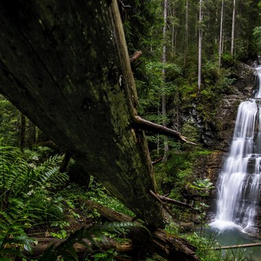 Ein schöner Wasserfall, der durch einen dichten Wald fließt. Umgeben von grünen Pflanzen und hohen Bäumen. | © Kleinwalsertal Tourismus | Dominik Berchtold