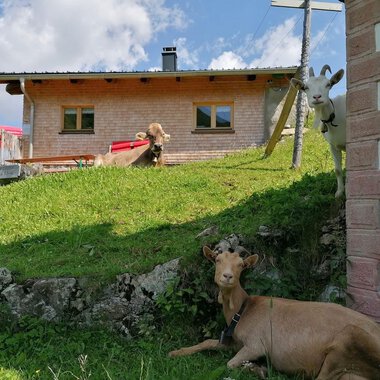 Eine ländliche Szene mit einem Holzhaus und einer grünen Wiese. Zwei Ziegen und eine Kuh entspannen vor dem Gebäude. | © Zwerenalphütte | Patricia Rinner