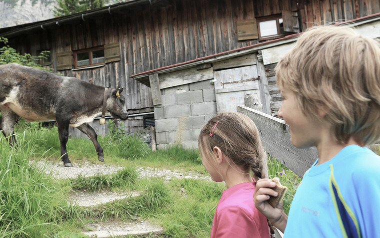 Kuh auf der Alpe  | © Kleinwalsertal Tourismus eGen