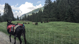 Schafe und Esel im Kleinwalsertal | © Kleinwalsertal Tourismus | Fotograf: Carolin Schratt