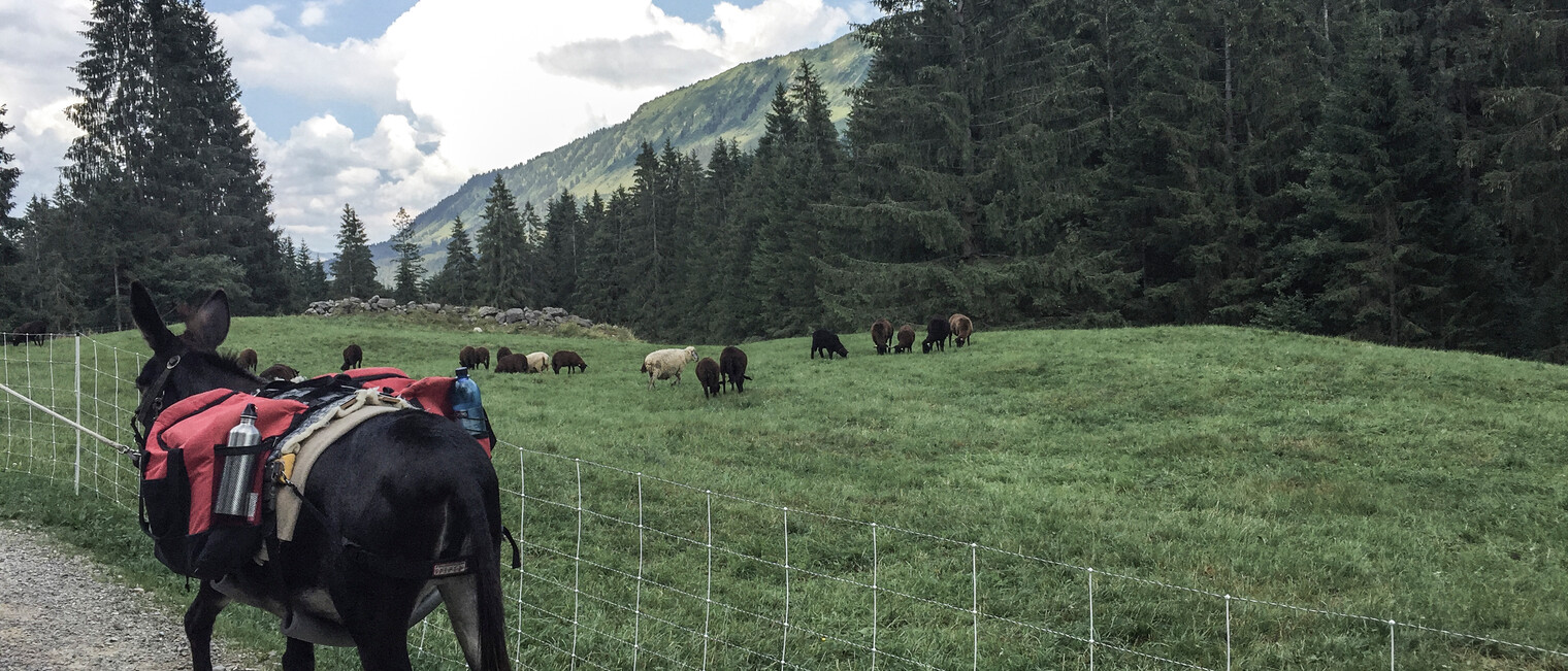 Schafe und Esel im Kleinwalsertal | © Kleinwalsertal Tourismus | Fotograf: Carolin Schratt