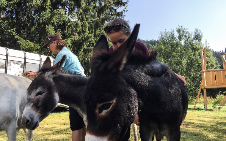 Striegeln und bürsten vor der Eselwanderung | © Kleinwalsertal Tourismus | Fotograf: Carolin Schratt