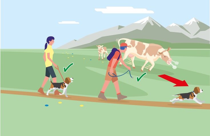 Safe mountain pastures - Rule 4 | ©  Federal Ministry for Sustainability and Tourism