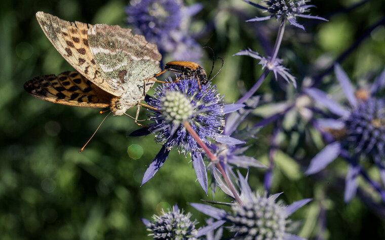 Schmetterlingsparadies Kleinwalsertal | © Kleinwalsertal Tourismus eGen | Fotograf: Oliver Farys