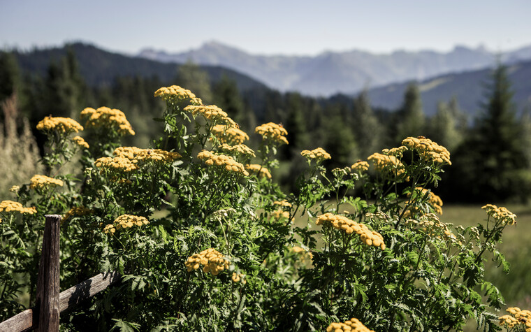 Alpine herb garden at Hörnlepass | © Kleinwalsertal Tourismus eGen | Photographer: Oliver Farys