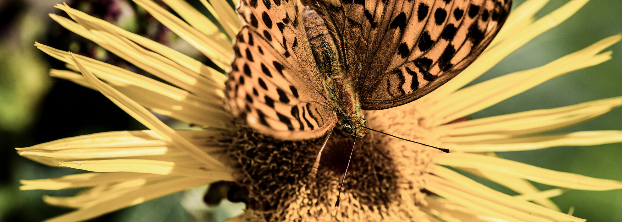 Schmetterling im Kleinwalsertal | © Kleinwalsertal Tourismus eGen | Fotograf: Oliver Farys