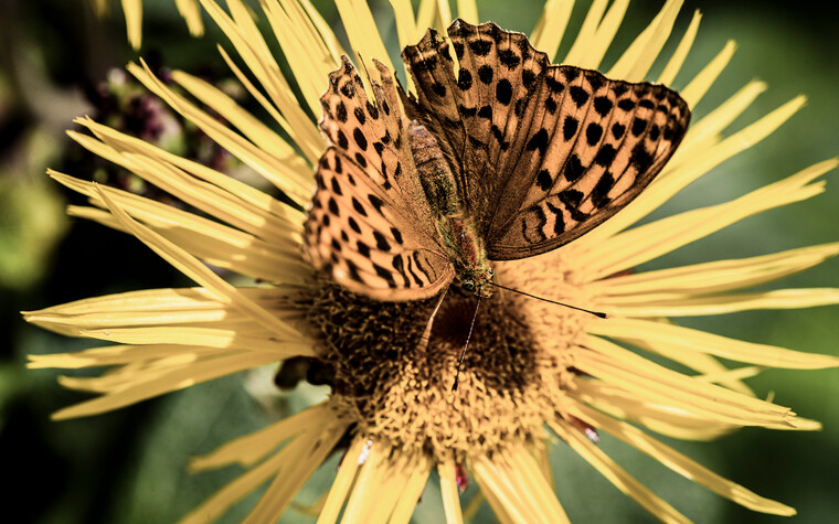 Schmetterling im Kleinwalsertal | © Kleinwalsertal Tourismus eGen | Fotograf: Oliver Farys