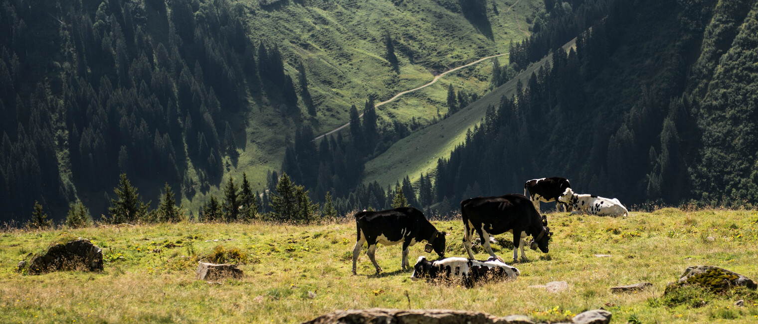Cows on the pasture | © Kleinwalsertal Tourismus eGen | Photographer: Andre Tappe