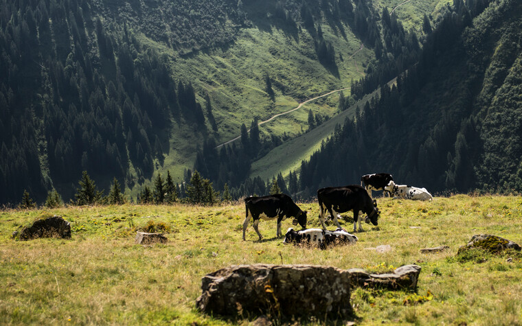 Kühe auf der Weide | © Kleinwalsertal Tourismus eGen | Fotograf: Andre Tappe
