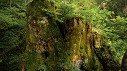 Baum in der Natur | © Kleinwalsertal Tourismus eGen | Fotograf: Andre Tappe