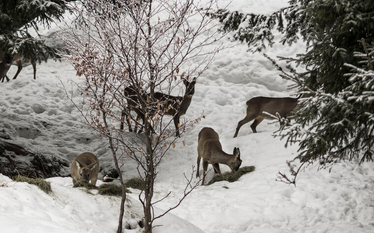 Wild auf Futtersuche im Winter | © Kleinwalsertal Tourismus eGen | Fotograf: Andre Tappe