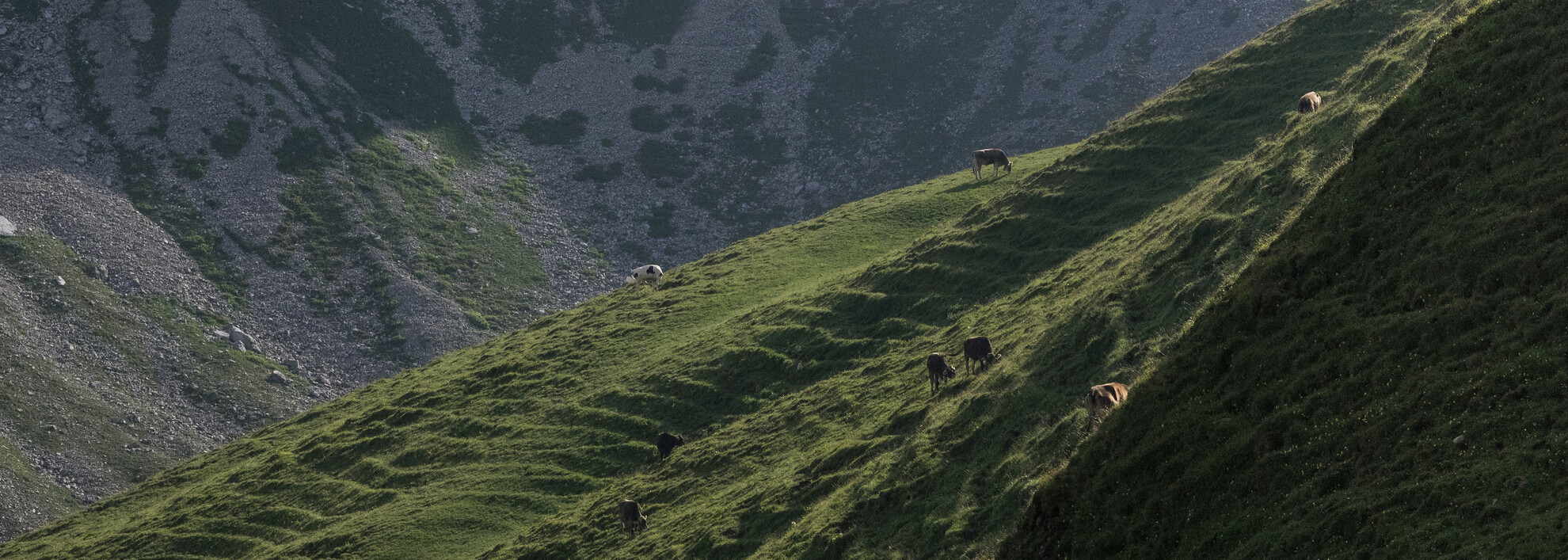 Kühe auf der Hochalpe | © Kleinwalsertal Tourismus eGen | Fotograf: Andre Tappe