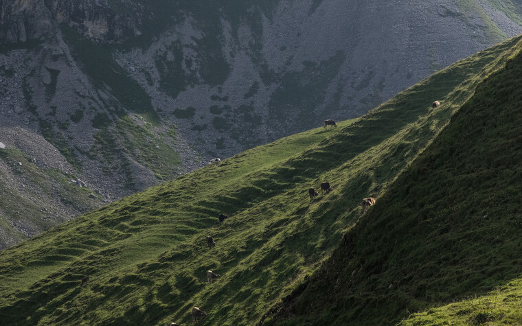 Kühe auf der Hochalpe | © Kleinwalsertal Tourismus eGen | Fotograf: Andre Tappe