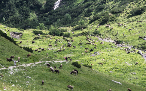 Grazing cattle herd on the Bärgunt | © Kleinwalsertal Tourismus eGen | Photographer: Andre Tappe