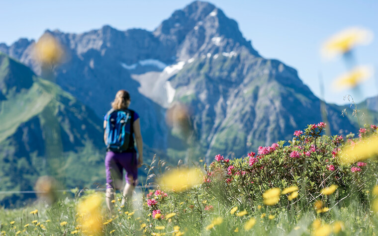 alpine roses next to hiking path Widderstein | ©  Kleinwalsertal Tourismus eGen | Photographer: Dominik Berchtold