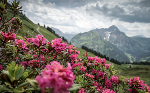  Alpine roses on the Walmendingerhorn | ©  Kleinwalsertal Tourism eGen | Photographer: Dominik Berchtold