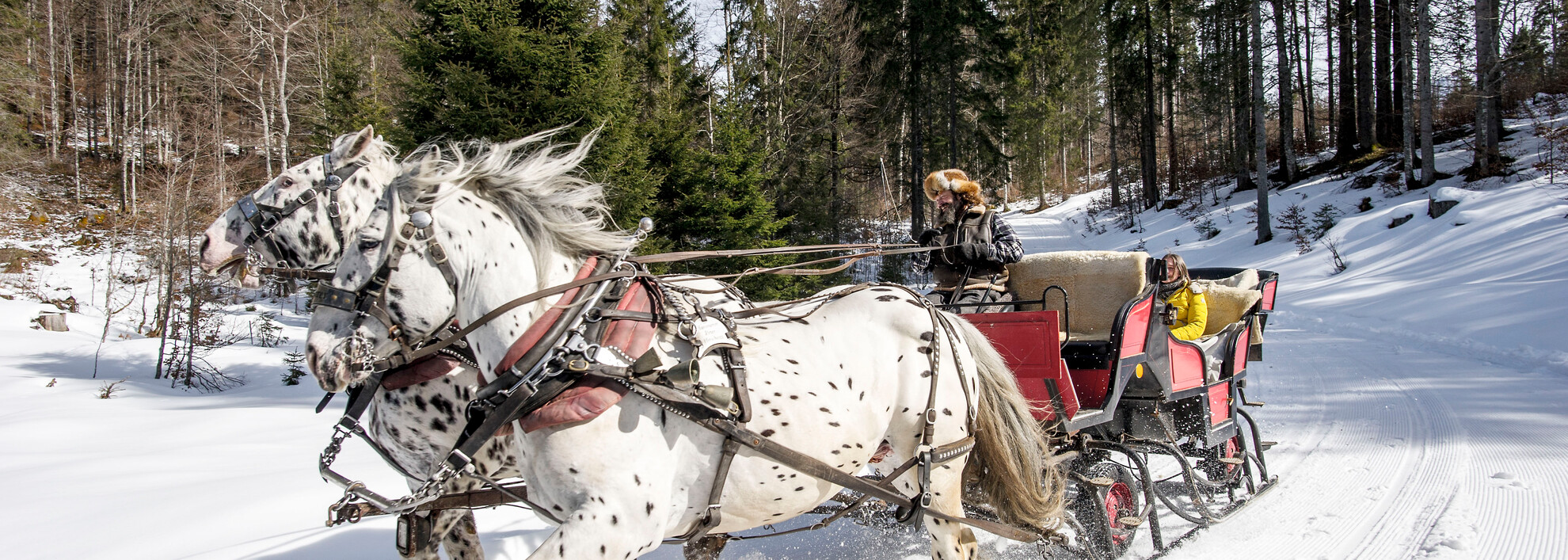  Peter Hammerer on sleigh ride | © Kleinwalsertal Tourismus eGen | Photographer: Dominik Berchtold
