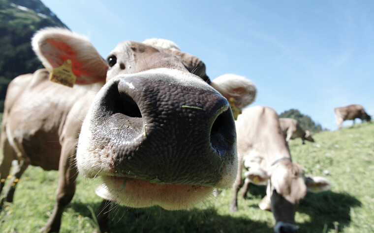 Neugierige Kuh | ©  Kleinwalsertal Tourismus eGen | Fotograf: Frank Drechsel