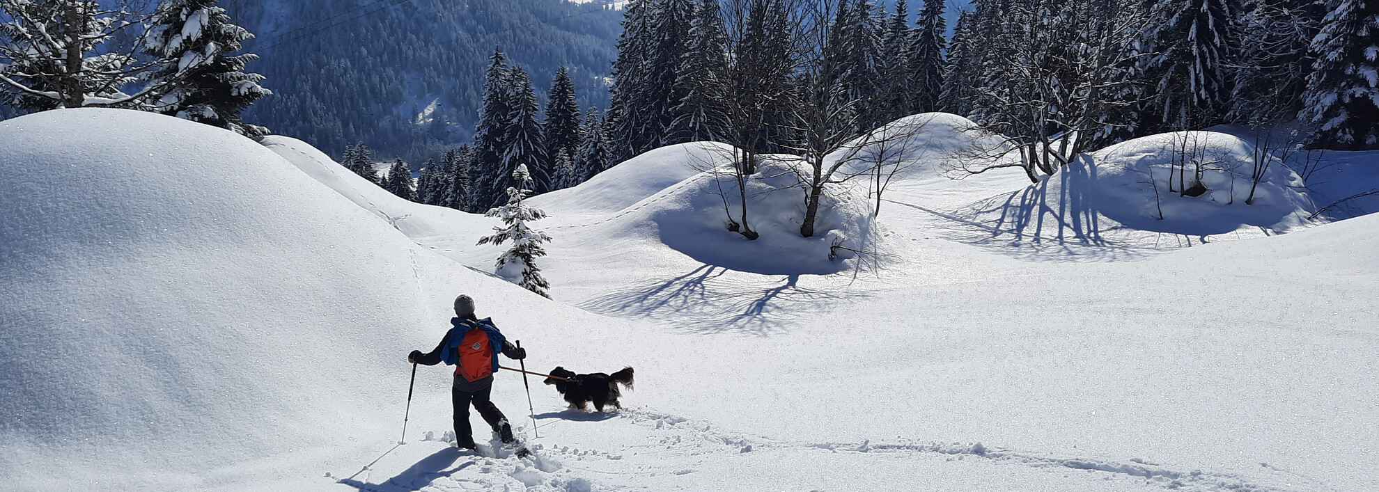 Snowshoe tour with dogs | © S&H Hundewelt Wandertouren GmbH