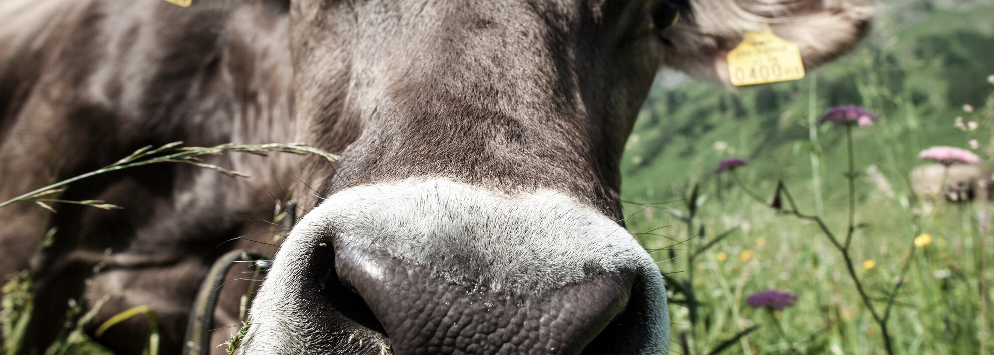 Cow | © Kleinwalsertal Tourismus eGen | Photographer: Frank Drechsel