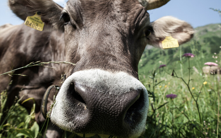 Cow | © Kleinwalsertal Tourismus eGen | Photographer: Frank Drechsel