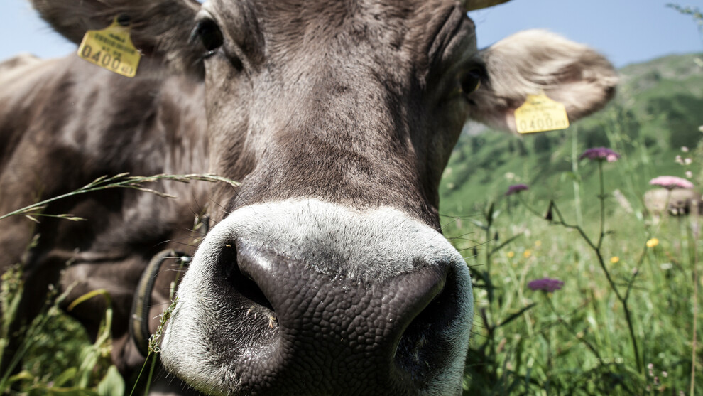 Neugierige Kuh | © Kleinwalsertal Tourismus eGen | Fotograf: Frank Drechsel