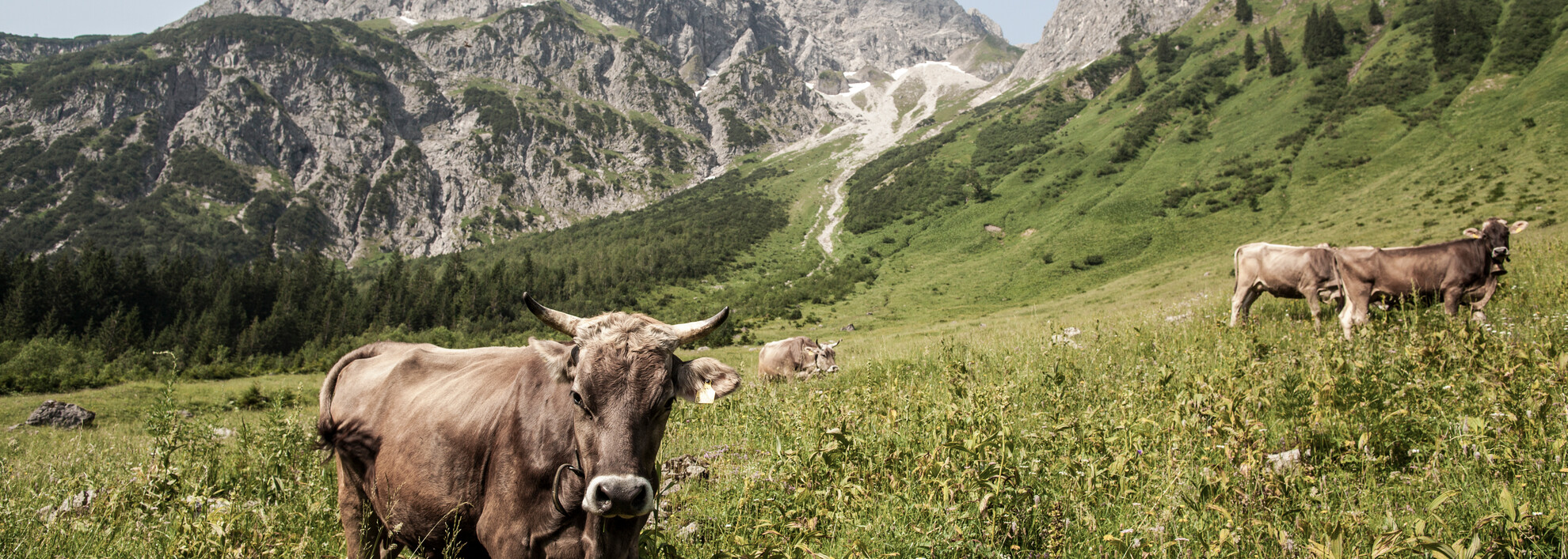 Kühe auf der Alpe | © Kleinwalsertal Tourismus eGen | Fotograf: Frank Drechsel