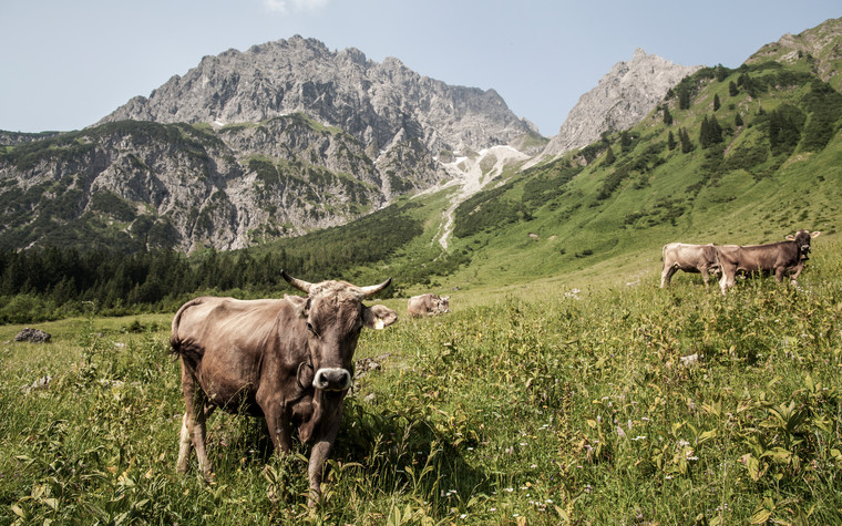 Kühe auf der Alpe | © Kleinwalsertal Tourismus eGen | Fotograf: Frank Drechsel