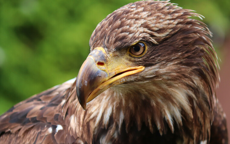 Golden eagle | © Photographer: Manfred Richter