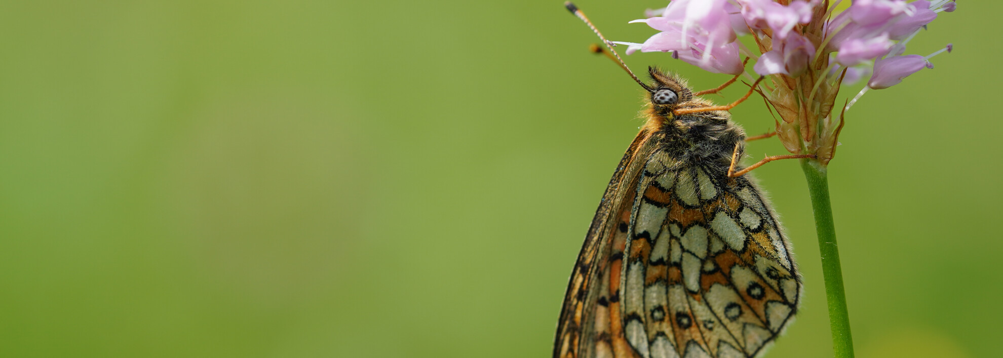 Butterfly ocellate bog fritillary | © Kleinwalsertal Tourismus eGen | Photographer: Petra Schattanek