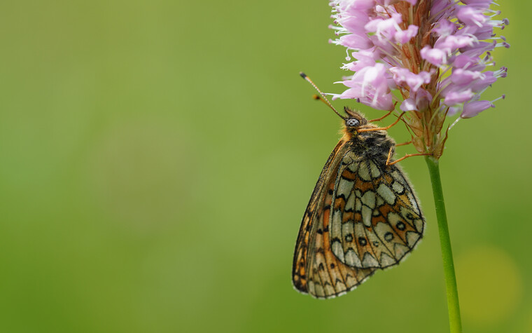 Schmetterling Randring-Perlmuttfalter | © Kleinwalsertal Tourismus eGen | Fotograf: Petra Schattanek
