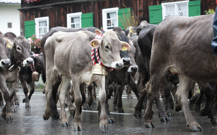 Vieh beim Alpabtrieb | © Kleinwalsertal Tourismus eGen | Fotograf: Frank Drechsel