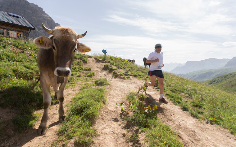 Cow at the Walser Trail Challenge | © Kleinwalsertal Tourismus eGen | Photographer: Dominik Berchtold