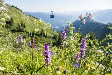 Alpenblumen am Walmendingerhorn | © OK-Bergbahnen