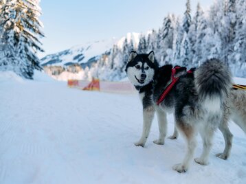 Huskycamp im Kleinwalsertal Winter | © Kleinwalsertal Tourismus | Oliver Farys
