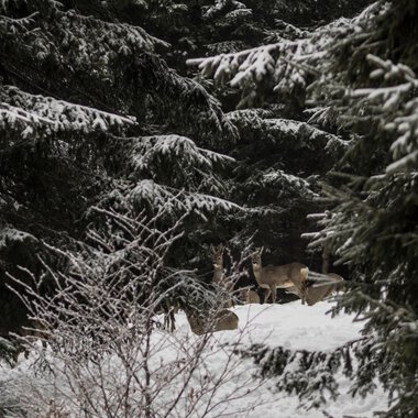 Herd of deer in snowy forest, seen through branches and trees. | © Kleinwalsertal Tourismus eGen • Photographer: Andre Tappe