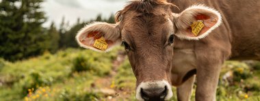 © Kleinwalsertal Tourismus eGen • Photographer: Dominik Berchthold