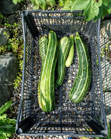 Four large zucchinis placed in a black plastic basket on a stone garden, surrounded by green plants and rocks. | © Kleinwalsertal Tourismus eGen • Photographer: Dominik Berchtold