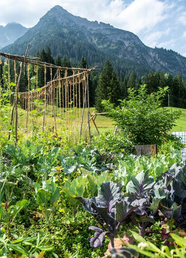Vegetable garden with mountain backdrop, featuring leafy greens and a fence made of ropes in the mountains. | © Kleinwalsertal Tourismus eGen • Photographer: Dominik Berchtold