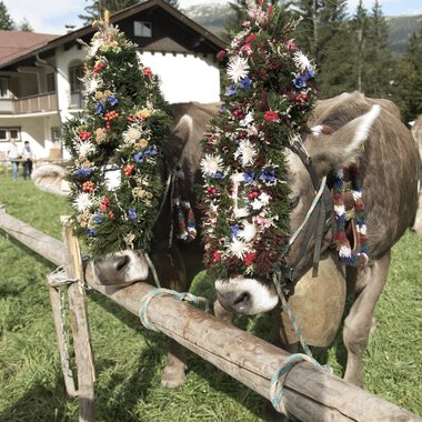 Two cows decorated with abundant floral ornaments during the alpine drive, standing in front of a house with other cows and a scenic mountain landscape. | © Kleinwalsertal Tourismus eGen • Photographer: Frank Drechsel