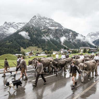 Autumnal alpine herd with cows and herders walking on a wet road against a mountainous landscape in rainy weather. | © Kleinwalsertal Tourismus eGen • Photographer: Frank Drechsel