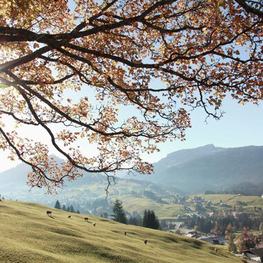 Autumn landscape at Ifen with blooming trees, green meadow, and mountains in the background under a sunny sky. | © Kleinwalsertal Tourismus eGen • Photographer: Frank Drechsel