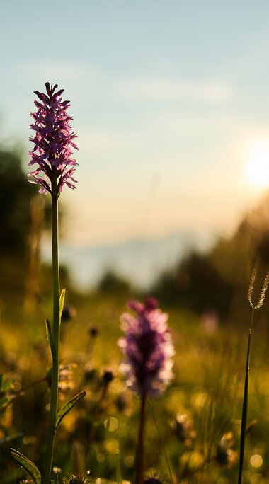 Blumenwiese bei Sonnenaufgang im Kleinwalsertal mit lupenreichem Blick auf die Natur, im Hintergrund Bäume und ein blasser Himmel. | © Kleinwalsertal Tourismus eGen • Fotograf: Oliver Farys