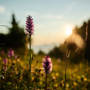 Blumenwiese bei Sonnenaufgang im Kleinwalsertal mit lupenreichem Blick auf die Natur, im Hintergrund Bäume und ein blasser Himmel. | © Kleinwalsertal Tourismus eGen • Fotograf: Oliver Farys