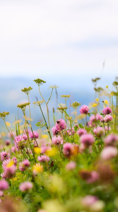 Bunte wildblumenreiche Wiese in den Bergen mit einem Himmel im Hintergrund, im Sommer. | © Kleinwalsertal Tourismus eGen • Fotograf: Oliver Farys