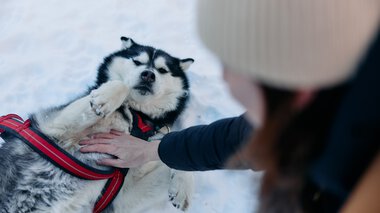 Ein kuscheliger Husky liegt im Schnee, während eine Person ihn streichelt. Es ist Winter im Kleinwalsertal. | © Kleinwalsertal Tourismus eGen • Fotograf: Oliver Farys