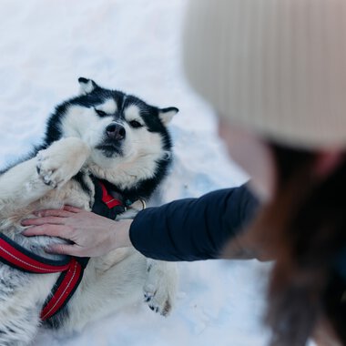 A fluffy husky lying in the snow, while a person pets it. Winter in Kleinwalsertal. | © Kleinwalsertal Tourismus eGen • Photographer: Oliver Farys