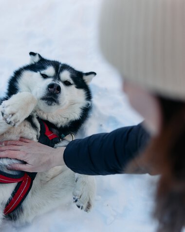 A fluffy husky lying in the snow, while a person pets it. Winter in Kleinwalsertal. | © Kleinwalsertal Tourismus eGen • Photographer: Oliver Farys